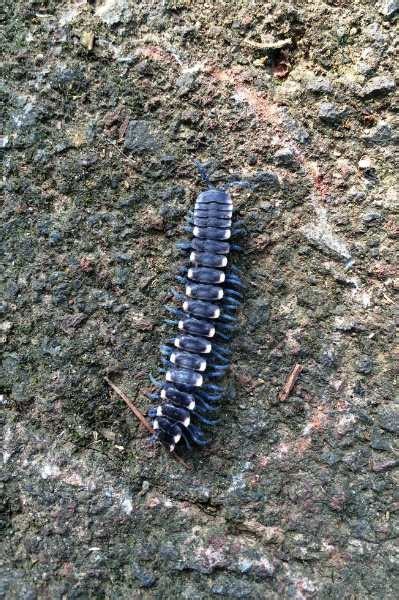 seeing a centipede meaning.
